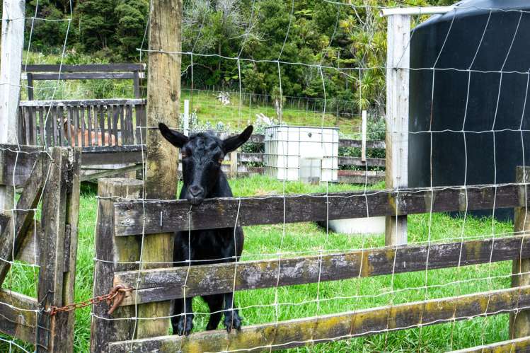 12 Mildon Road Waitakere_44