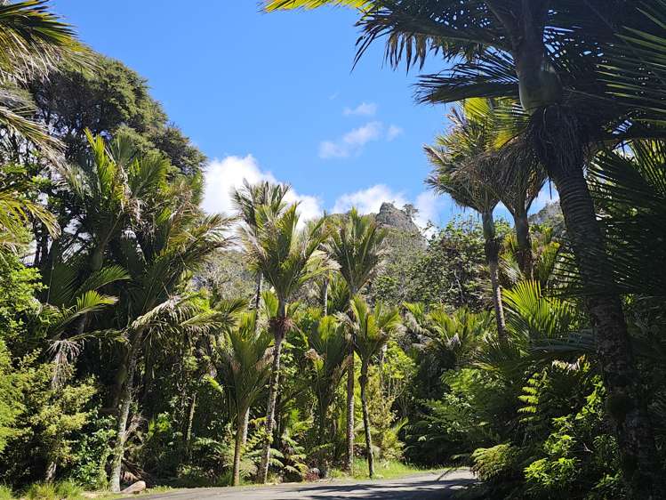 216K and 216Q Matapaua Bay Road Opito Bay_10