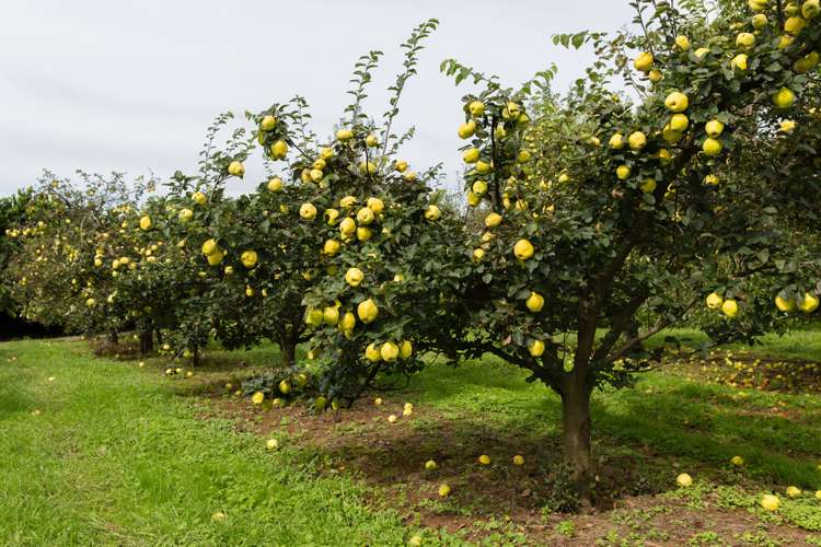 Maruata Road Maungatapere_8