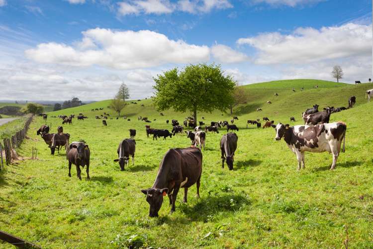 390 Parapara Road Tirau_10