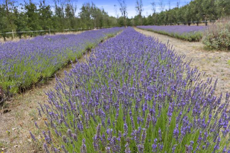 179 Racecourse Road Amberley_34