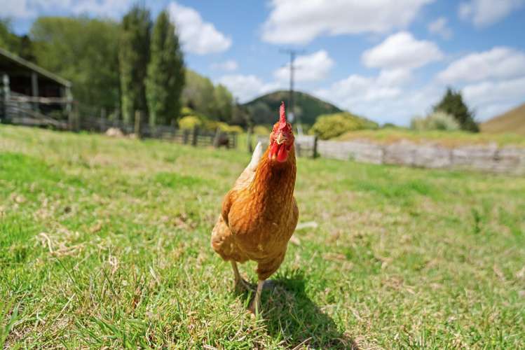 1408 Omana Road Tangiteroria_28