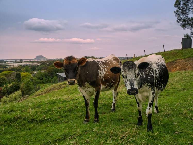 39 Corbett Drive Te Puna_17