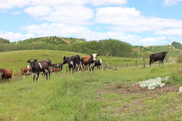 580 Murray Road Dargaville Surrounds_4