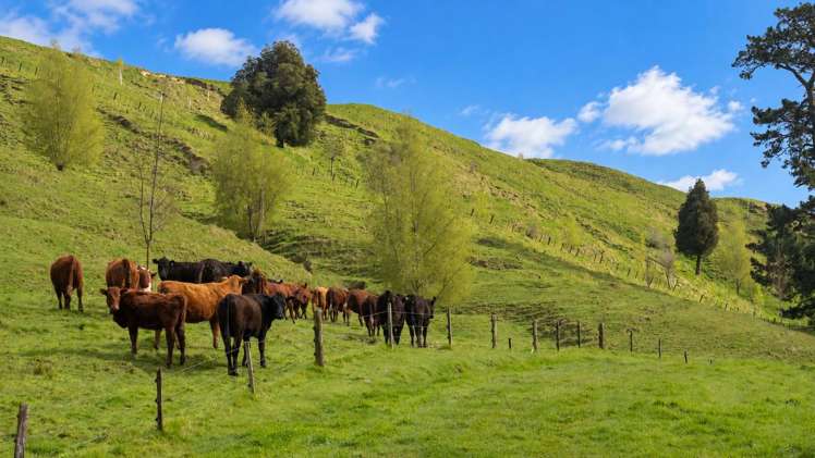 344 North Road Masterton_8