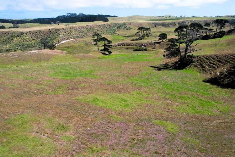 Mount Wesley Coast Road Dargaville_28