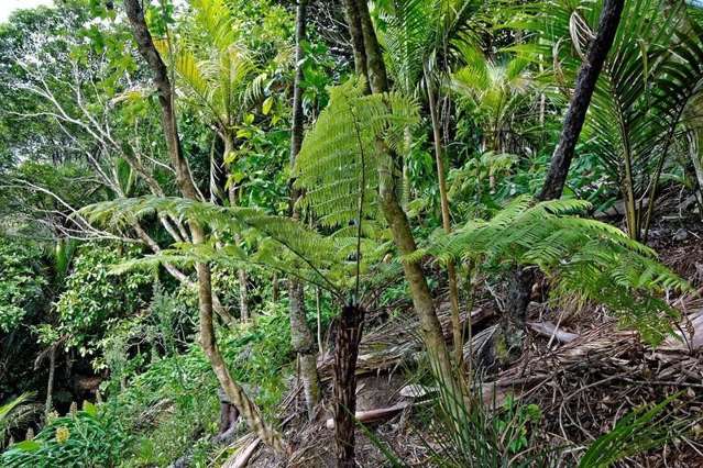 42 Tanekaha Road Titirangi_1