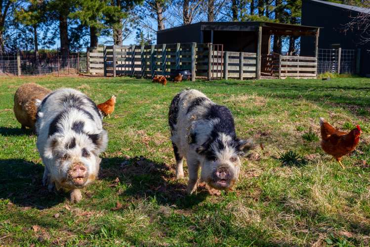 53 Guernsey Road Renwick_14