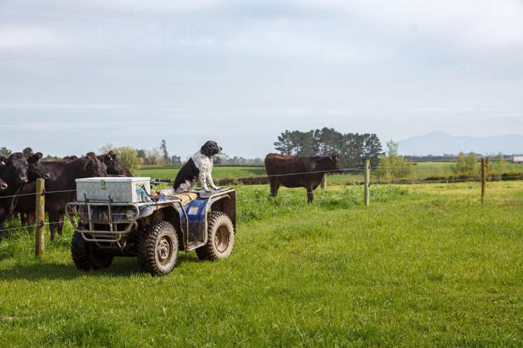 334 Okauia Springs Road Okauia_12