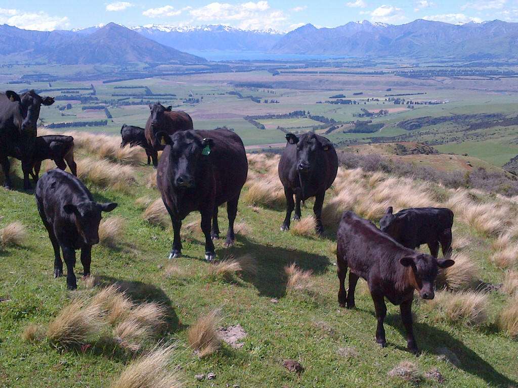 Lake McKay Station, a 6122ha cattle and sheep farm, near Wanaka has finally sold for $21.5m. Photo / Supplied