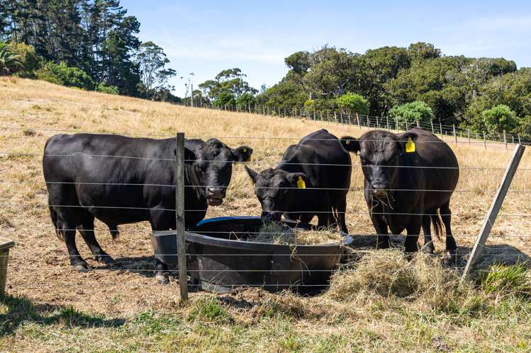 65d Junction Road Ostend_24