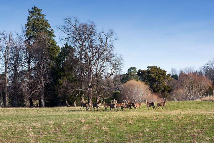 125 Woodside Road Outram_13