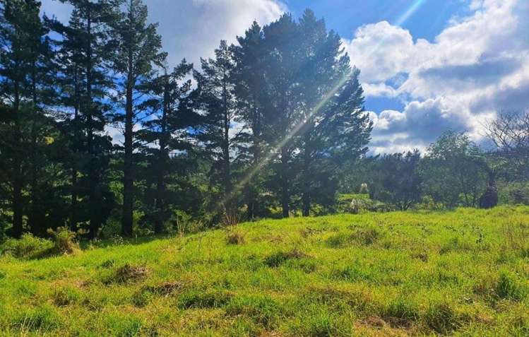 Wekaweka Road Waimamaku_19