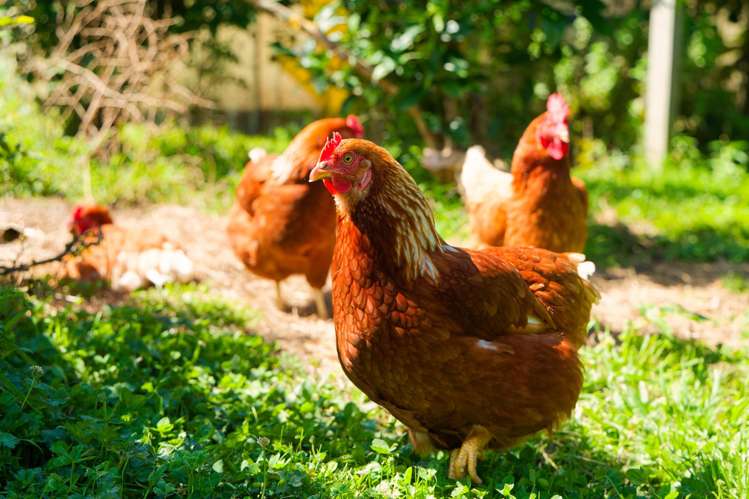 152 Postmans Road Kaikoura_23