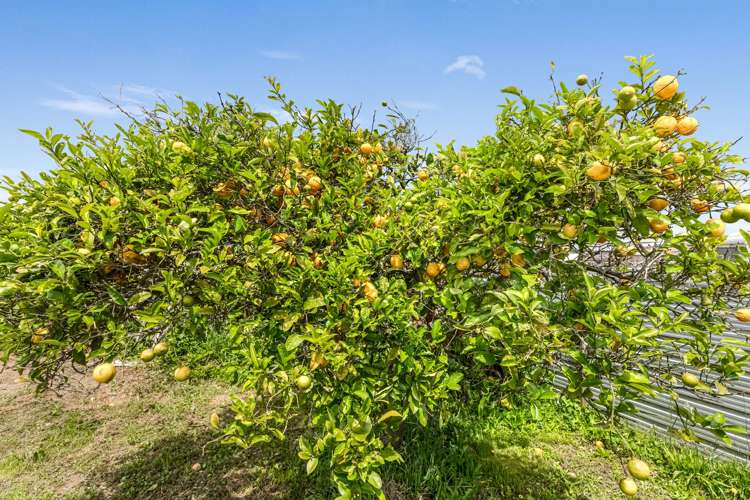 29 Wilson Street Waverley_24