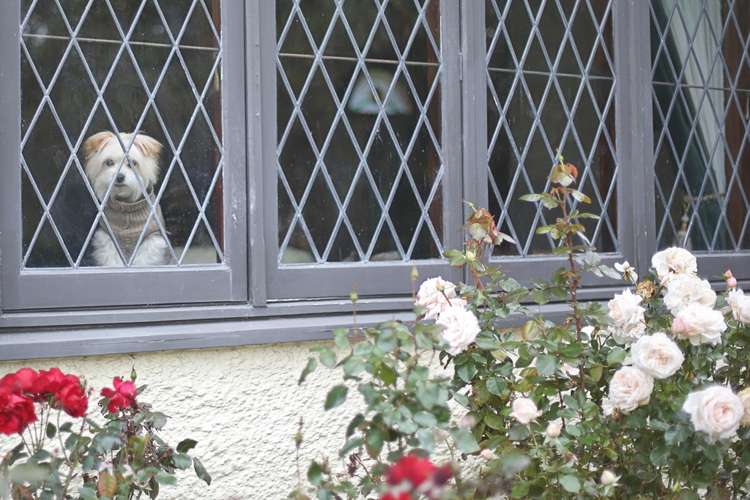 129 Heywood Street Grasmere_20