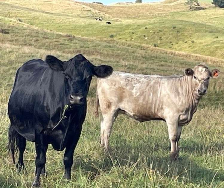 1173 Churchill Road Pukekawa_1