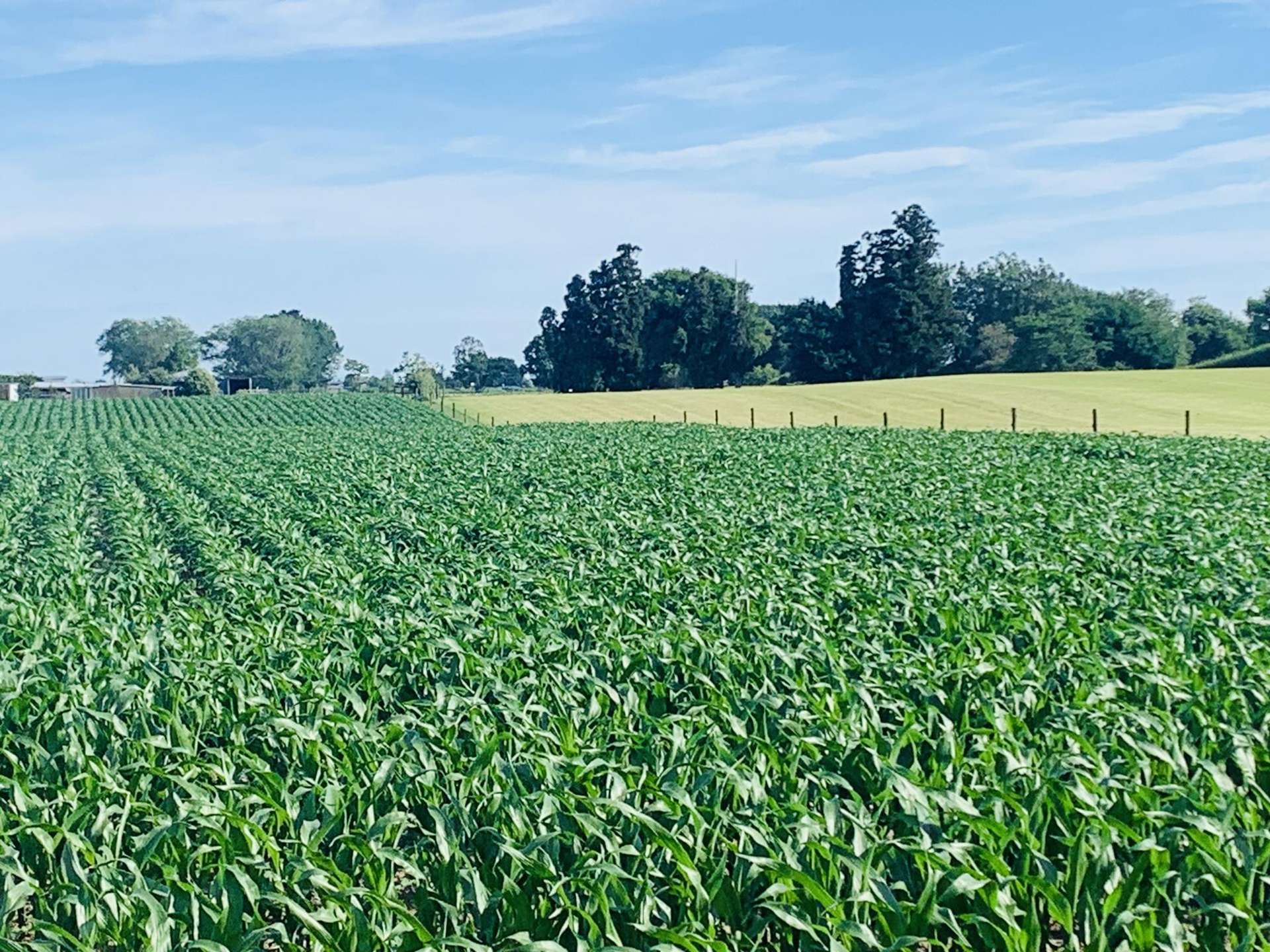 218 Station Road Matamata_0