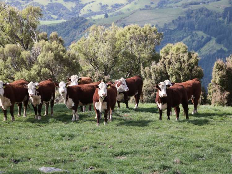 151 Stony Bay Road Akaroa_5