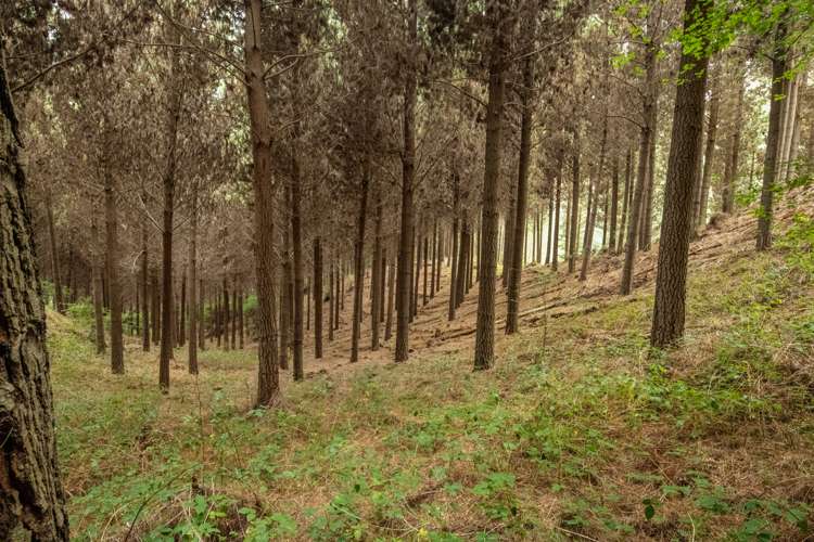 State Highway 63 Renwick_4