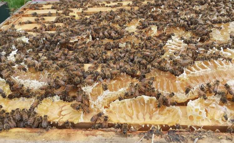 1304 Tokomaru East Road Brunswick_13