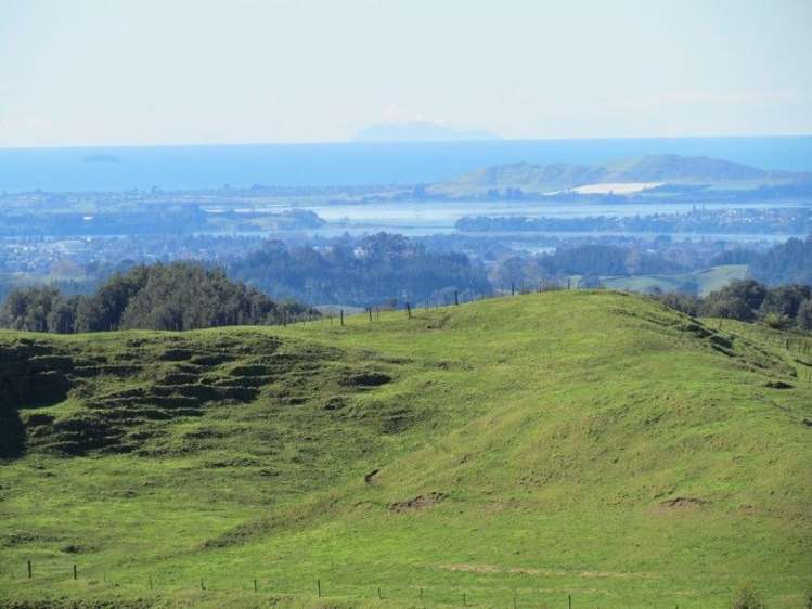 937 Whakamarama Road Whakamarama_10