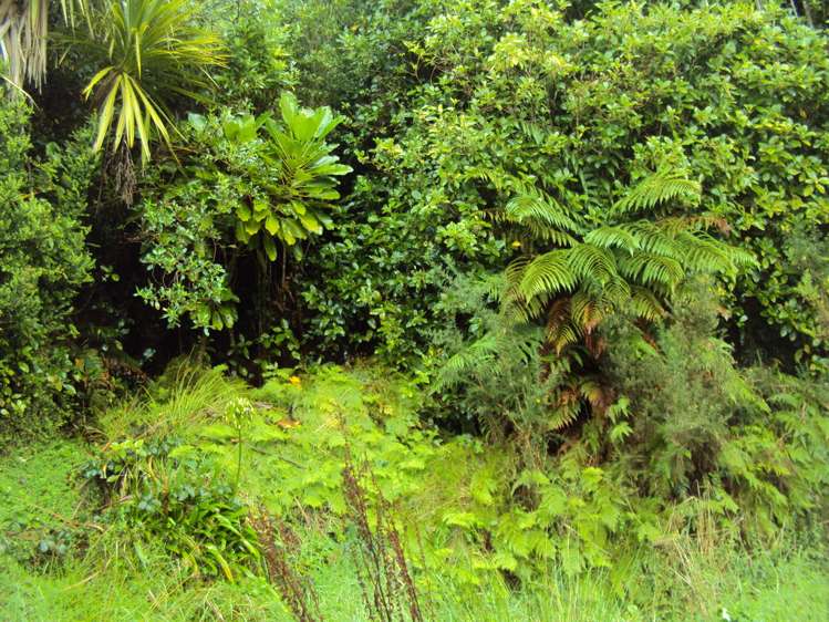 858 Shwy 67 Nikau Kahurangi National Park_5