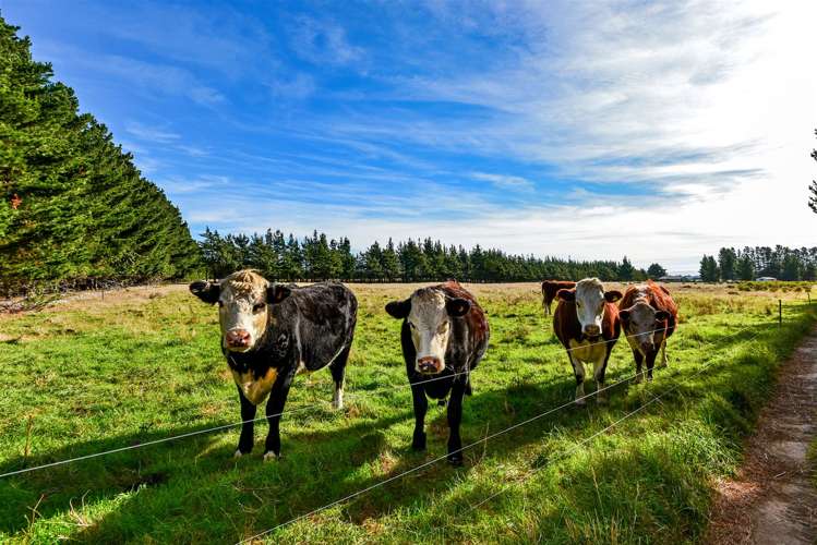 352 Knyvetts Road Southbridge_20