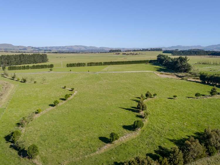 Phelps Way Morisons Bush_5