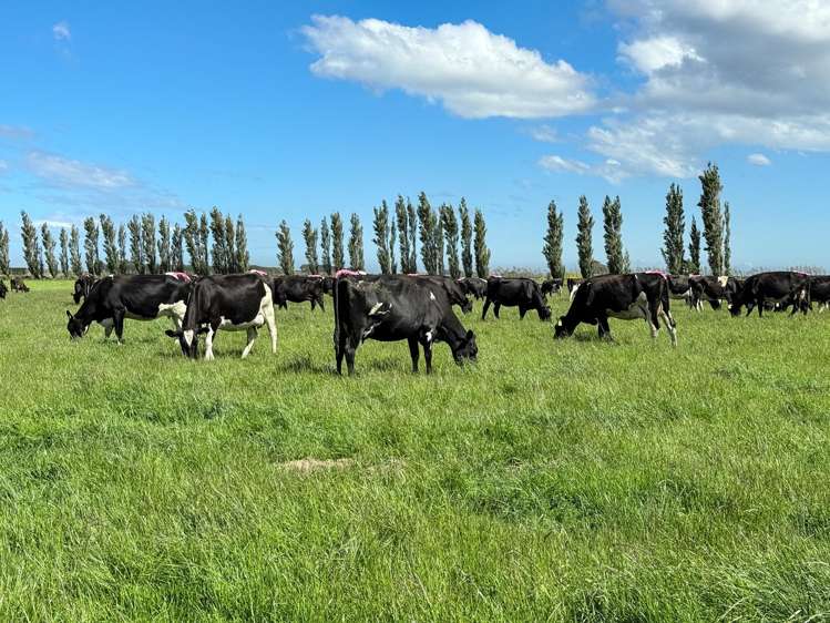 296 Oporo Flat Road Oporo_10