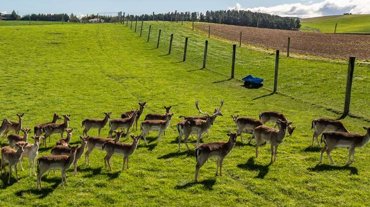 44 Limeworks Road Pyramid Valley_35