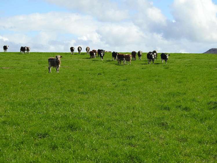 972 Slopedown Road Catlins Surrounds_14