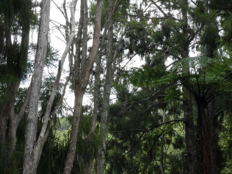 321a Quine Road Tahuna_18