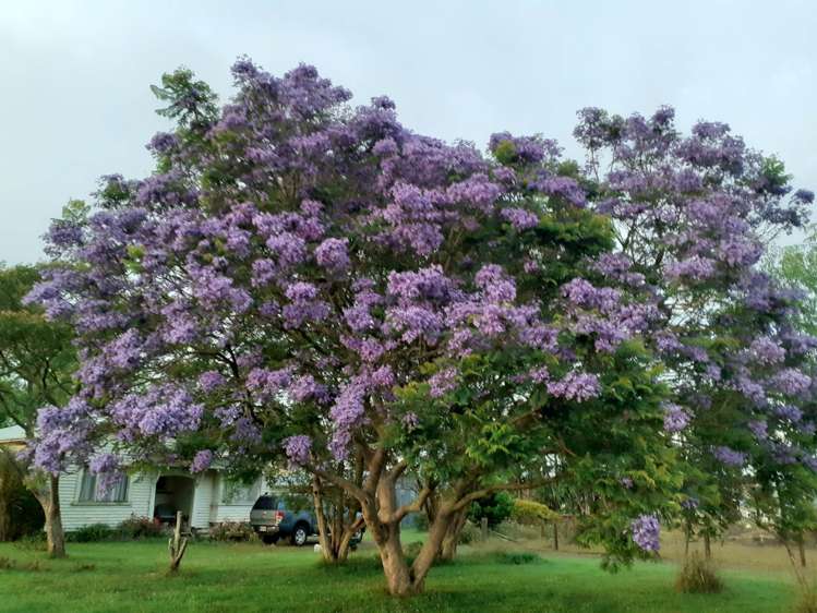 191 Andrews Road Onewhero_11