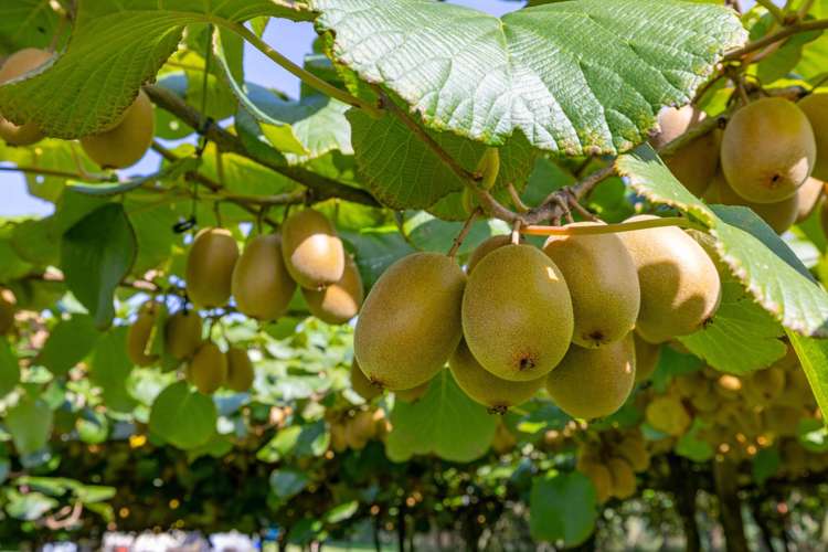 1151 Oreipunga Road Maungatautari_13