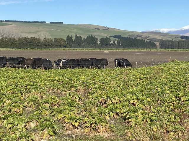 305 Tengawai Flat Road Pleasant Point_2