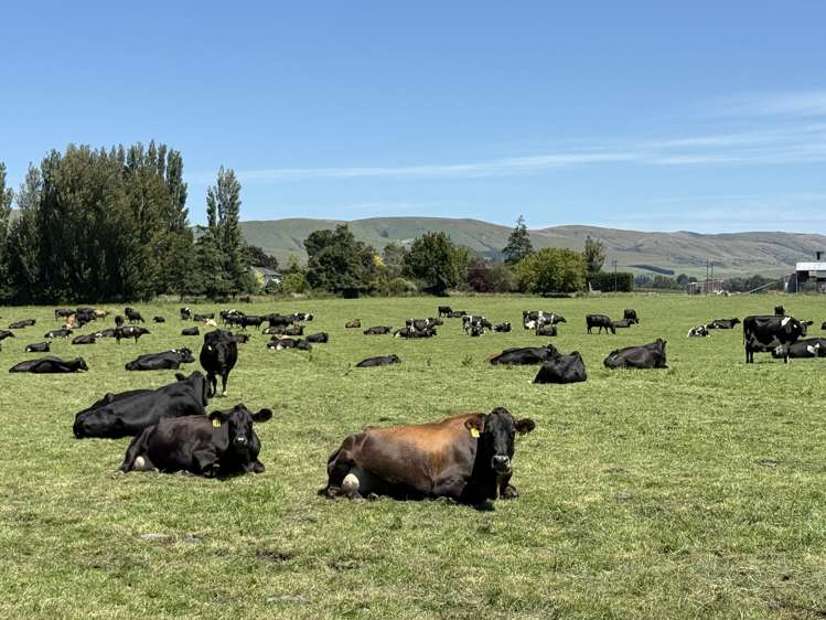 10 Roy Road Clutha_20