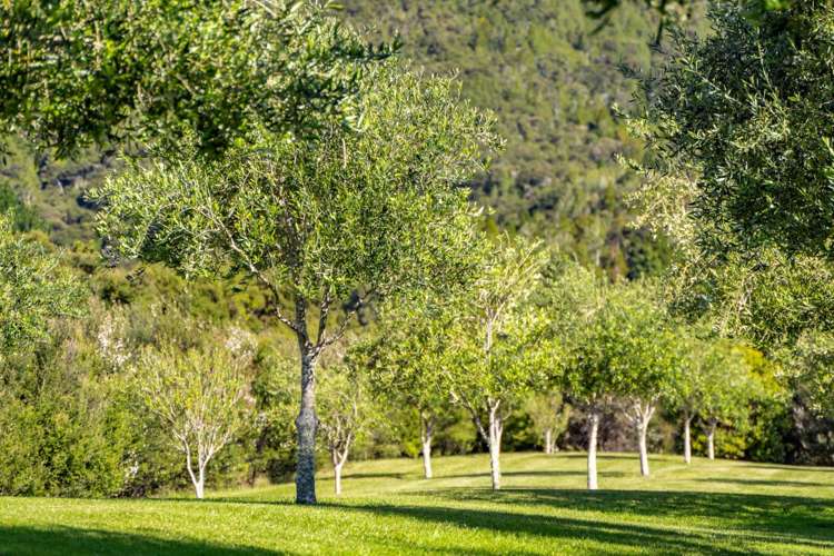 59a Jude Road Mangawhai_24