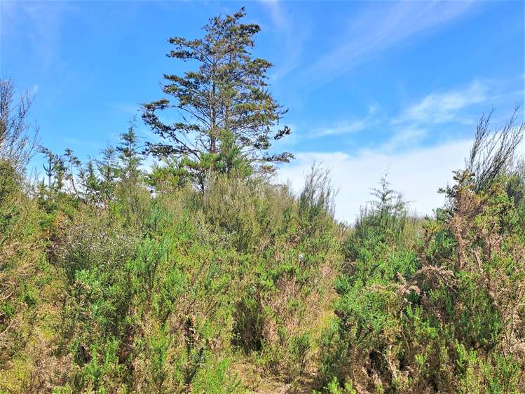 Virgin Flat Road Cape Foulwind_2