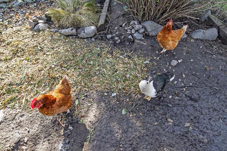 1291 Courtenay Road Kirwee_20