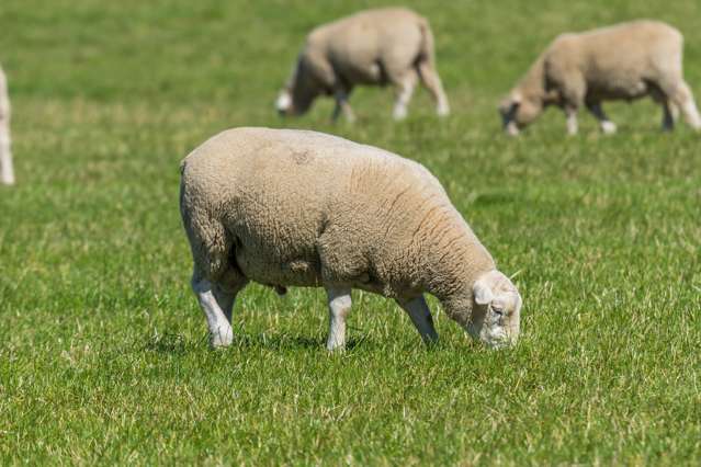 927 Leeston Road Leeston_4