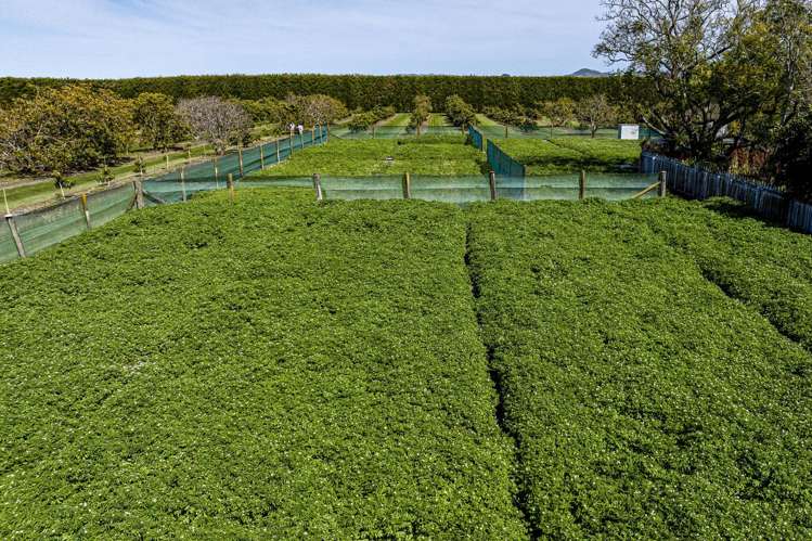 288 Lavenham Road Patutahi_4