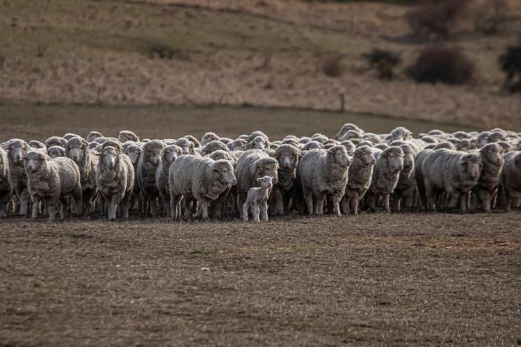 780 Falston Road Totara Peak_37