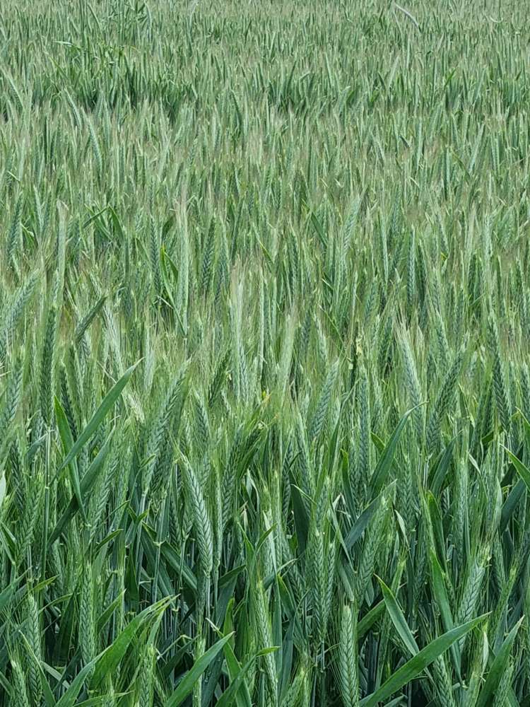 1586 Maniototo Road Patearoa_7