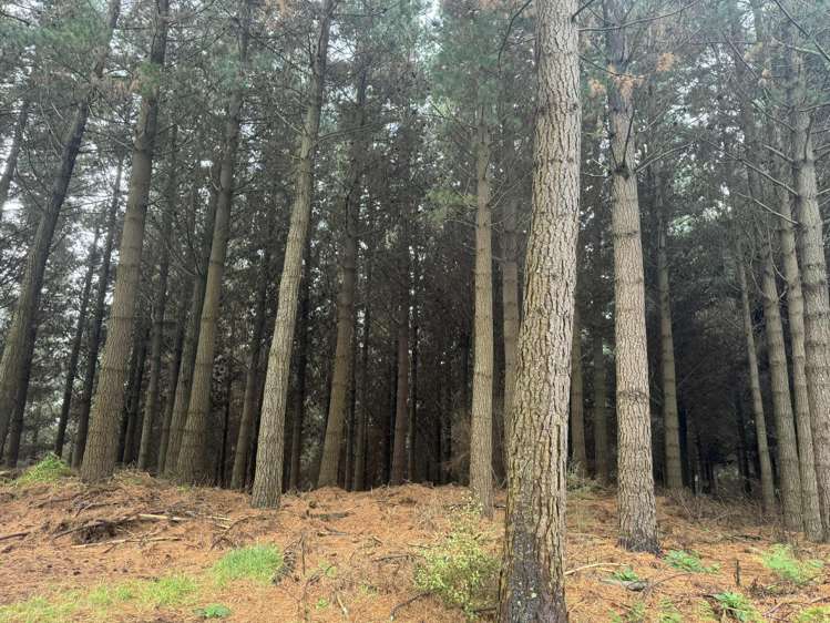 1 Bells Bush Road and Sinclair Road Waihola_5