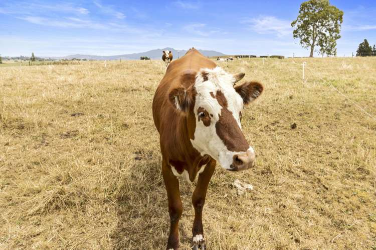 556 Ngahinapouri Road Ohaupo_17