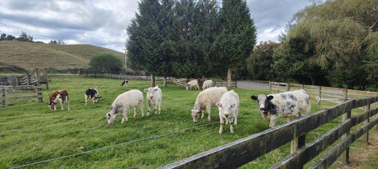 1765 Tutukau Road Kinloch_5