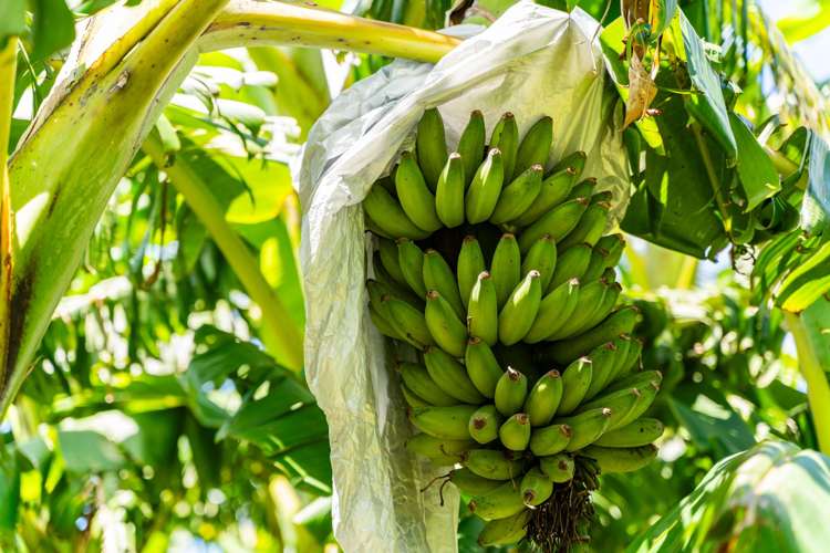 146 Bint Road Maungakaramea_4