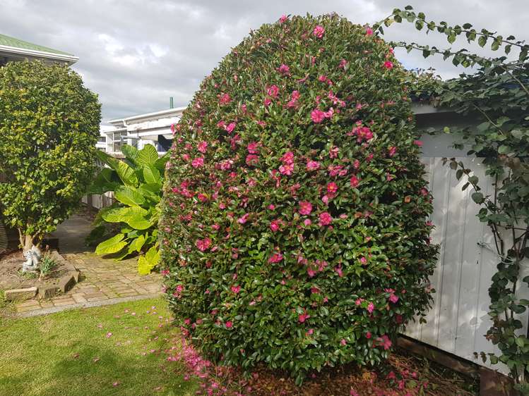 105 Abingdon Place Thames_17