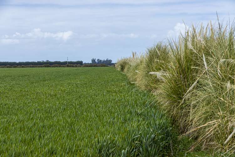 Stranges Road Ashburton_4